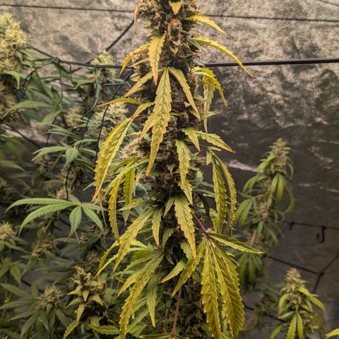 #30 Afghani #1 growlog timeline photo