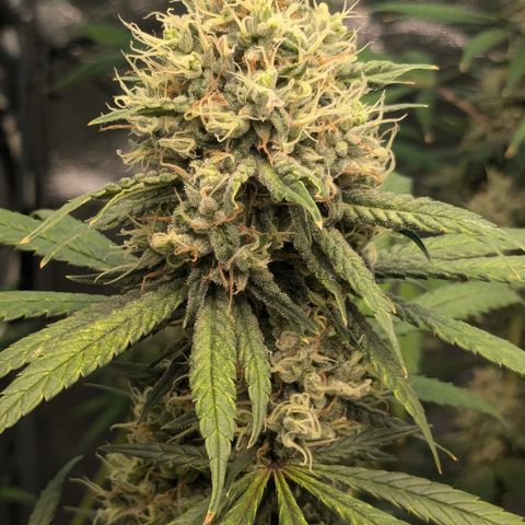 #31 White Widow growlog timeline photo