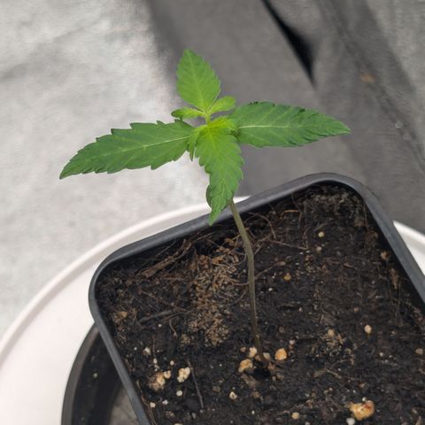 #47 Sticky Orange growlog timeline photo