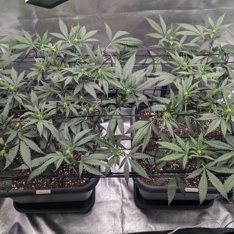 #31.1 White Widow growlog timeline photo