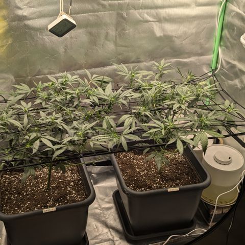 #31.1 White Widow growlog timeline photo