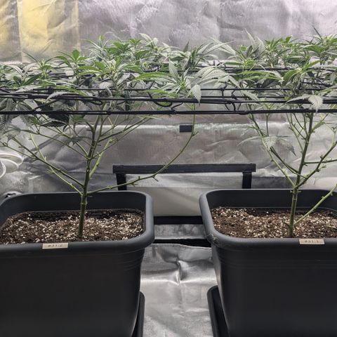 #31.1 White Widow growlog timeline photo