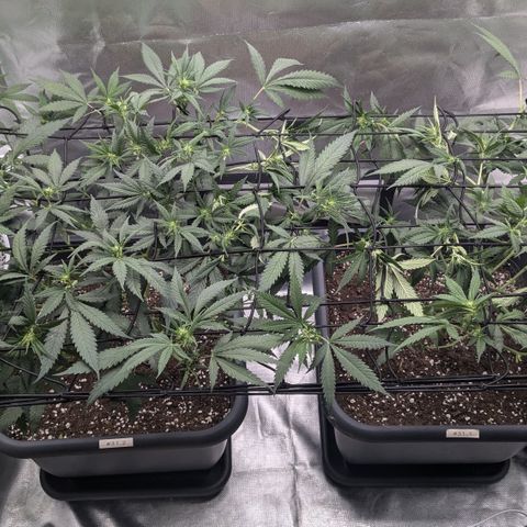 #31.1 White Widow growlog timeline photo