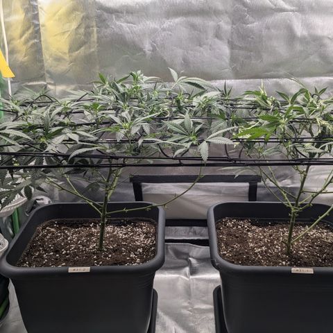 #31.1 White Widow growlog timeline photo