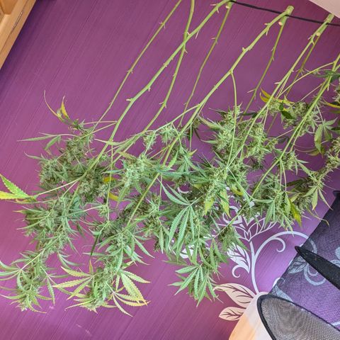 #30 Afghani #1 growlog timeline photo
