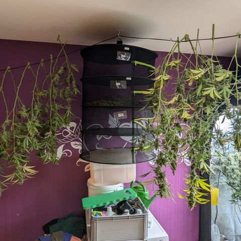 #30 Afghani #1 growlog timeline photo
