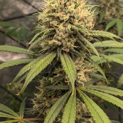 #31 White Widow growlog timeline photo