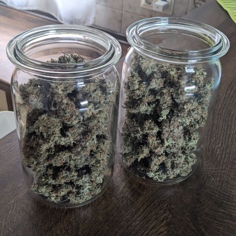 #33 Purple Skunk growlog timeline photo