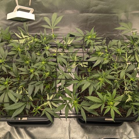 #31.1 White Widow growlog timeline photo