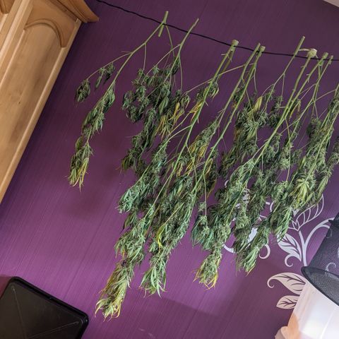#30 Afghani #1 growlog timeline photo