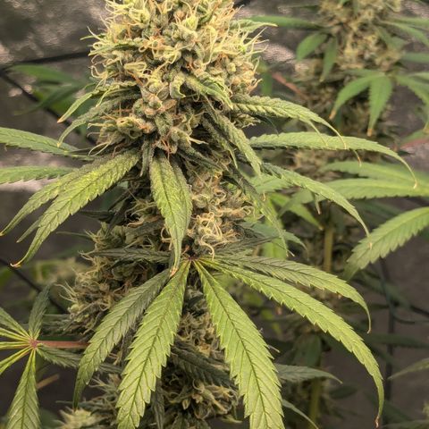 #31 White Widow growlog timeline photo