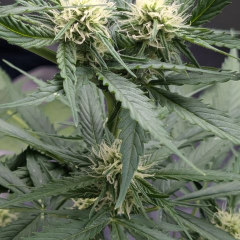 #45 Pure Power Plant Auto growlog timeline photo