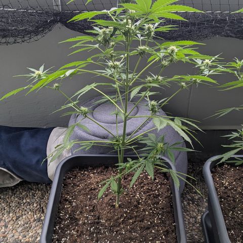 #45 Pure Power Plant Auto growlog timeline photo