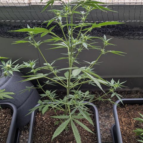 #46 Blueberry Zkittlez Auto growlog timeline photo