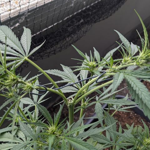 #46 Blueberry Zkittlez Auto growlog timeline photo