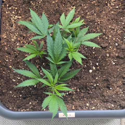 #31.3 White Widow growlog timeline photo