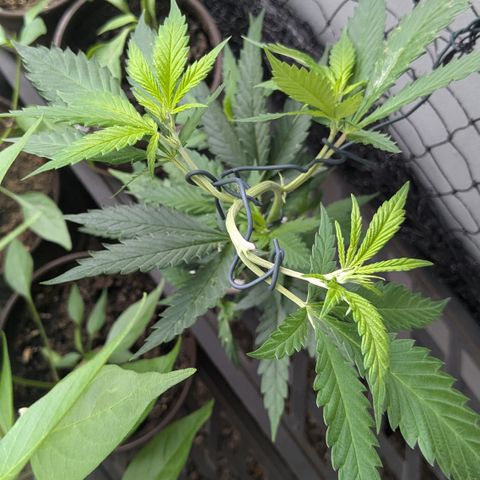 #31.9 Kiffkopp growlog timeline photo
