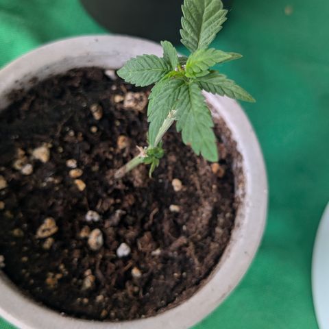 #31.4 White Widow growlog timeline photo