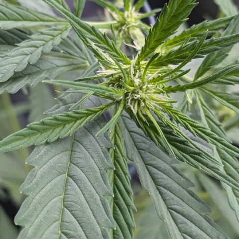 #46 Blueberry Zkittlez Auto growlog timeline photo