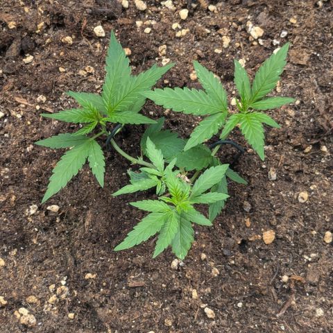 #31.8 White Widow growlog timeline photo