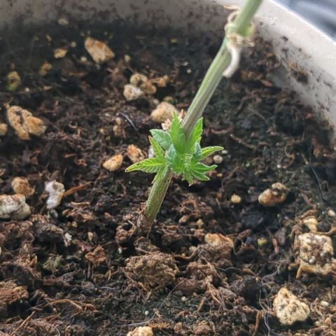 #31.4 White Widow growlog timeline photo
