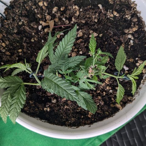 #31.10 Katzengras growlog timeline photo