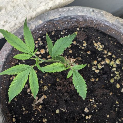 #31.7 White Widow growlog timeline photo