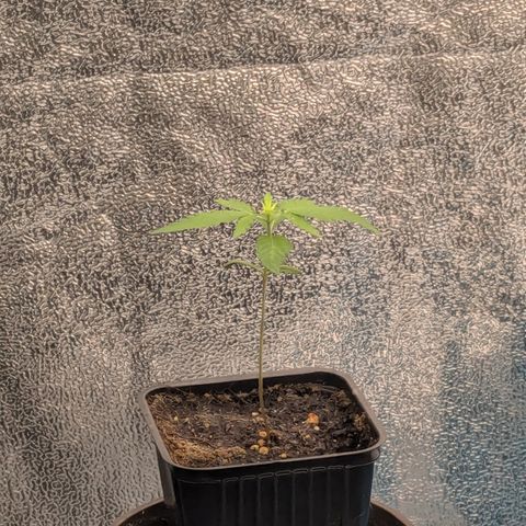#47 Sticky Orange growlog timeline photo