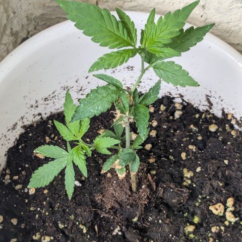 #31.6 White Widow growlog timeline photo