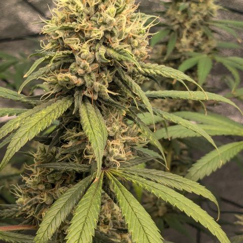 #31 White Widow growlog timeline photo