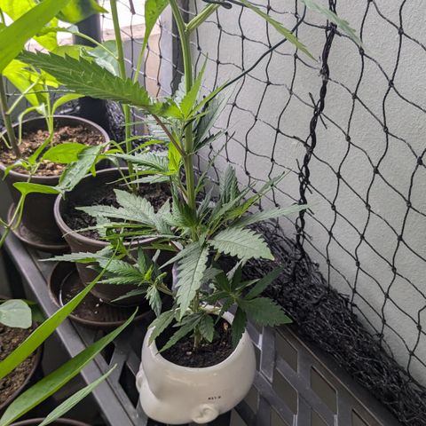 #31.9 Kiffkopp growlog timeline photo
