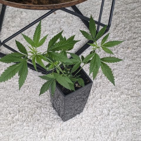 #31.5 White Widow growlog timeline photo