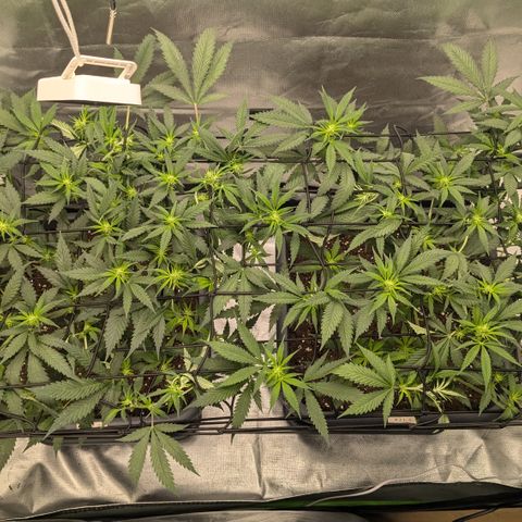 #31.1 White Widow growlog timeline photo