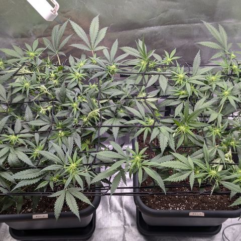 #31.1 White Widow growlog timeline photo