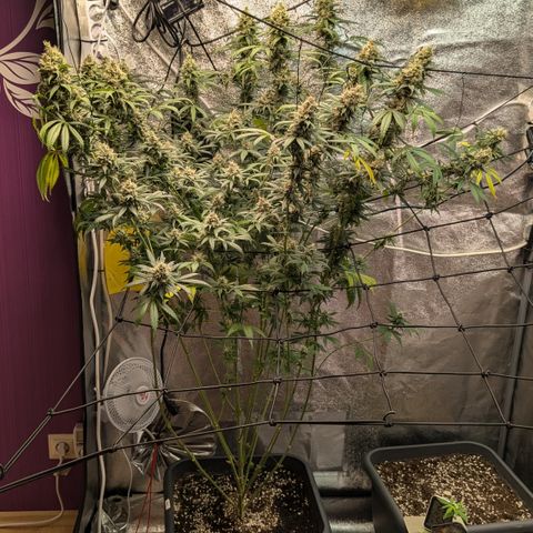 #31 White Widow growlog timeline photo