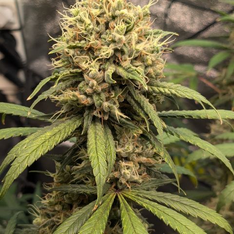 #31 White Widow growlog timeline photo