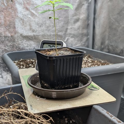 #47 Sticky Orange growlog timeline photo