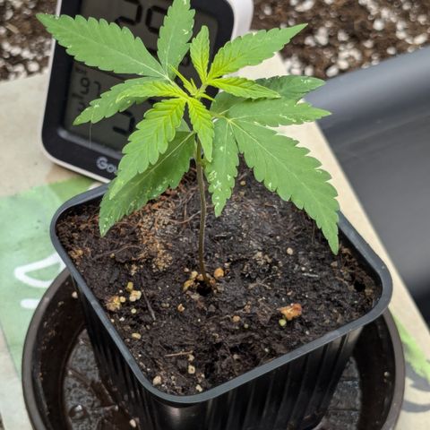 #47 Sticky Orange growlog timeline photo