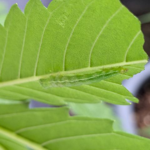 #45 Pure Power Plant Auto growlog timeline photo