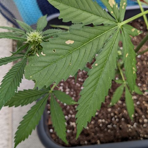 #45 Pure Power Plant Auto growlog timeline photo