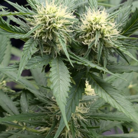 #45 Pure Power Plant Auto growlog timeline photo