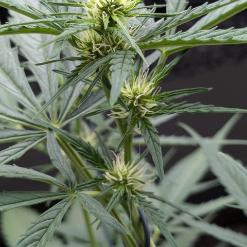 #46 Blueberry Zkittlez Auto growlog timeline photo