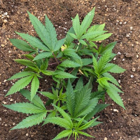 #31.3 White Widow growlog timeline photo