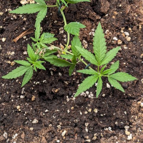 #31.8 White Widow growlog timeline photo