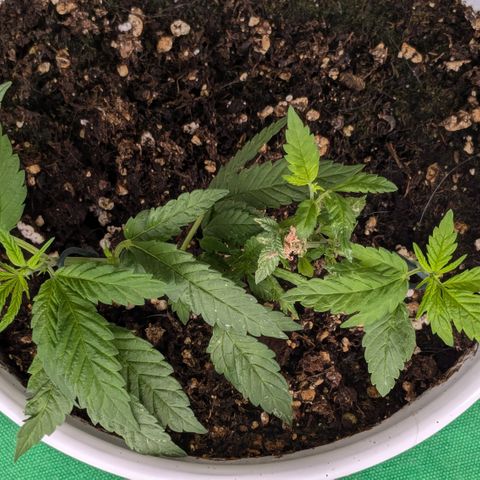 #31.10 Katzengras growlog timeline photo