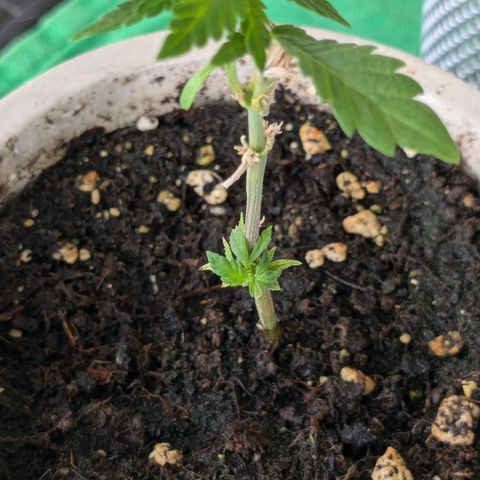 #31.4 White Widow growlog timeline photo