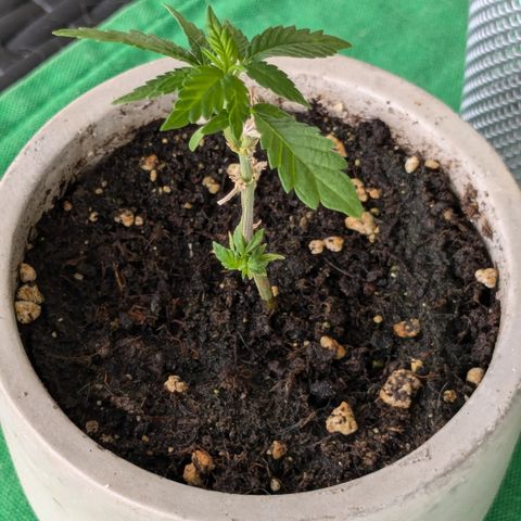 #31.4 White Widow growlog timeline photo