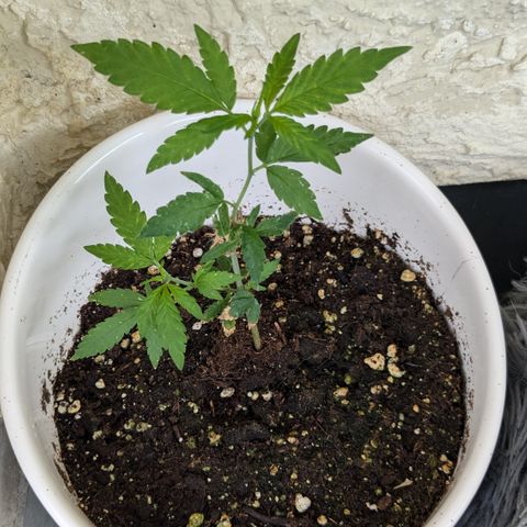 #31.6 White Widow growlog timeline photo