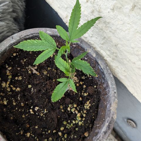 #31.7 White Widow growlog timeline photo