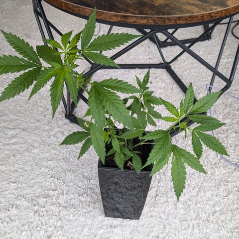 #31.5 White Widow growlog timeline photo